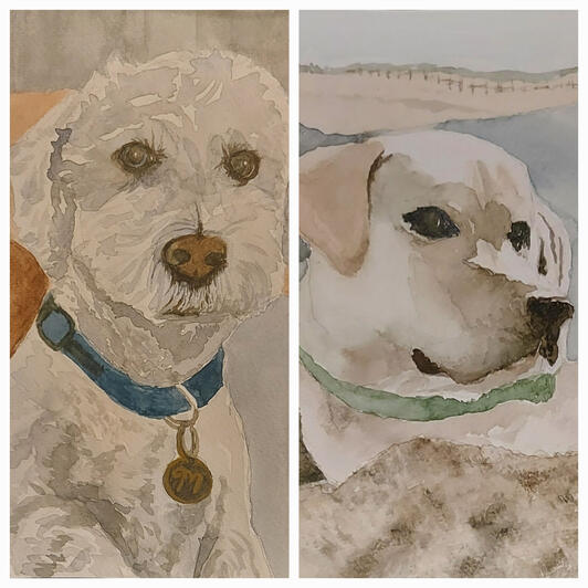 Pet portraits