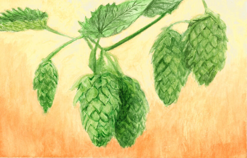 Watercolor Botanical Painting of Hops